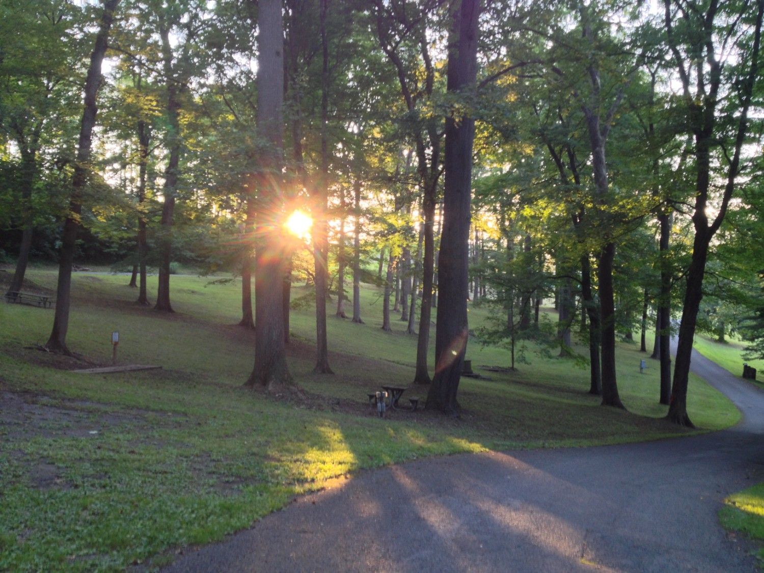 wooded area with sun coming through the trees