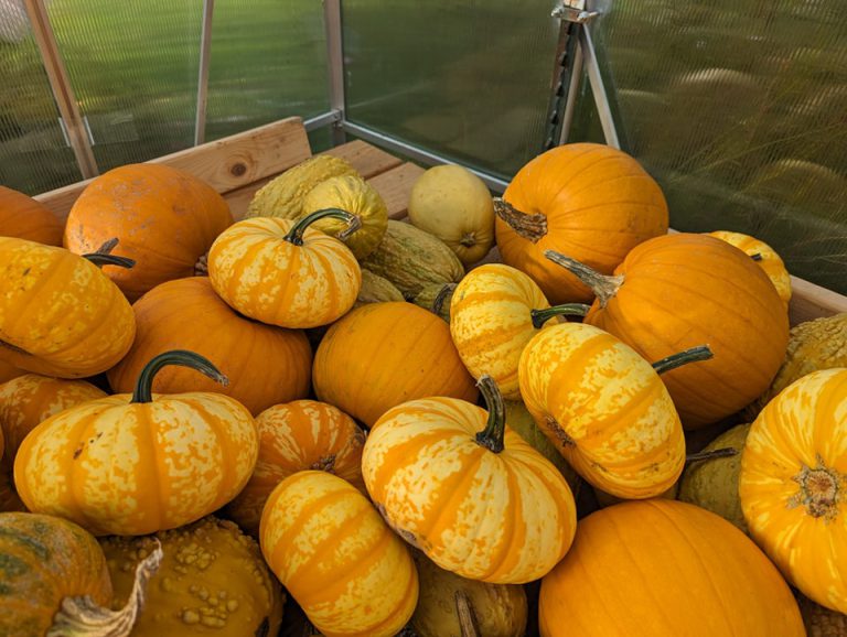 Poplar Island Pumpkins